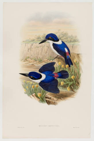 Halcyen Leucopygia (Whitebacked kingfisher)