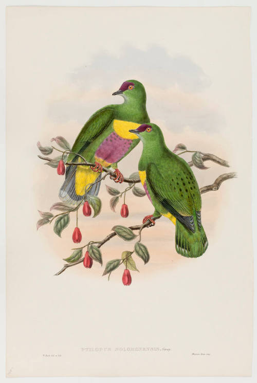 Ptilopus Solomonensis, Gray (Solomon-Island fruit pigeon)