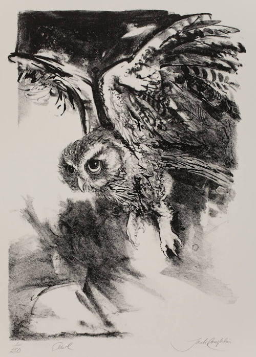 Owl